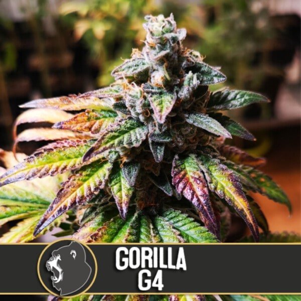 Blimburn-Gorilla-Glue-_4-Feminized-Cannabis-Seeds-Annibale-Seedshop