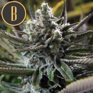 Blimburn-Grandaddy-Purple-Feminized-Cannabis-Seeds-Annibale-Seedshop-1