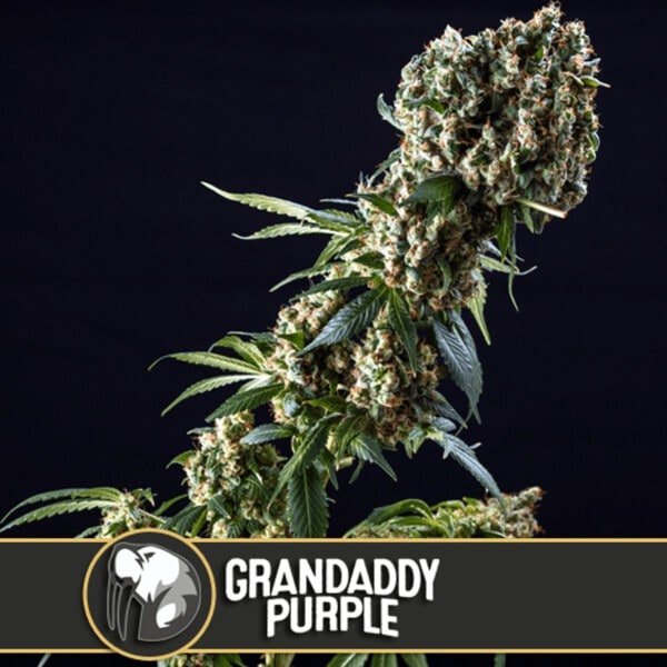 Blimburn-Grandaddy-Purple-Feminized-Cannabis-Seeds-Annibale-Seedshop