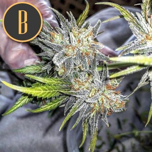 Blimburn-Green-Crack-Feminized-Cannabis-Seeds-Annibale-Seedshop-2