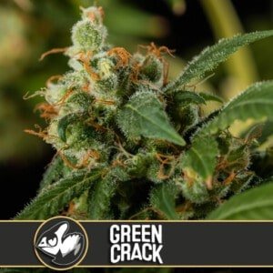 Blimburn-Green-Crack-Feminized-Cannabis-Seeds-Annibale-Seedshop