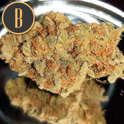 Blimburn-Grizzly-Purple-Kush-Feminized-Cannabis-Seeds-Annibale-Seedshop-1
