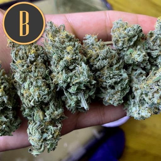Blimburn-Grizzly-Purple-Kush-Feminized-Cannabis-Seeds-Annibale-Seedshop-2