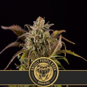 Blimburn-Grizzly-Purple-Kush-Feminized-Cannabis-Seeds-Annibale-Seedshop