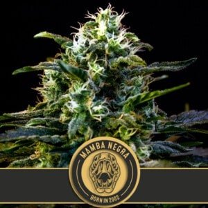 Blimburn-Mamba-Negra-Feminized-Cannabis-Seeds-Annibale-Seedshop-1