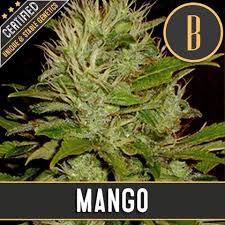 Blimburn-Mango-Feminized-Cannabis-Seeds-Annibale-Seedshop