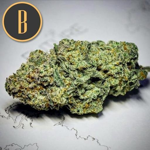 Blimburn-Narkosis-Feminized-Cannabis-Seeds-Annibale-Seedshop-1