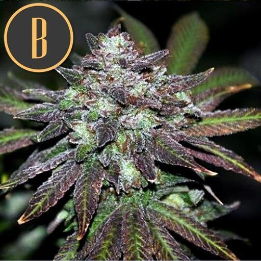 Blimburn-Narkosis-Feminized-Cannabis-Seeds-Annibale-Seedshop-2