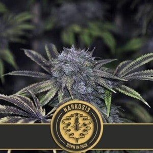 Blimburn-Narkosis-Feminized-Cannabis-Seeds-Annibale-Seedshop