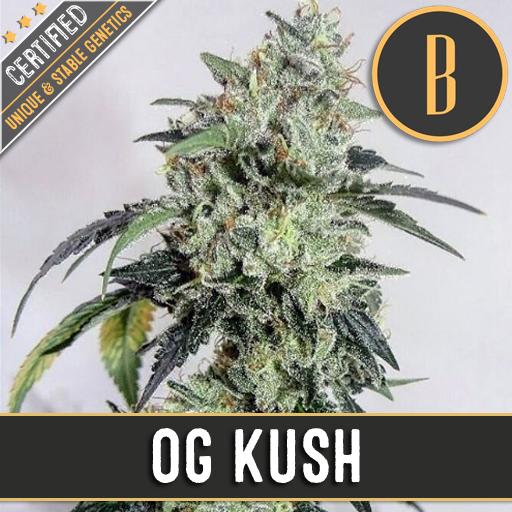 Blimburn-O-G-Kush-Feminized-Cannabis-Seeds-Annibale-Seedshop