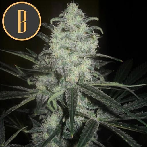 Blimburn-Original-Clon-Feminized-Cannabis-Seeds-Annibale-Seedshop-1