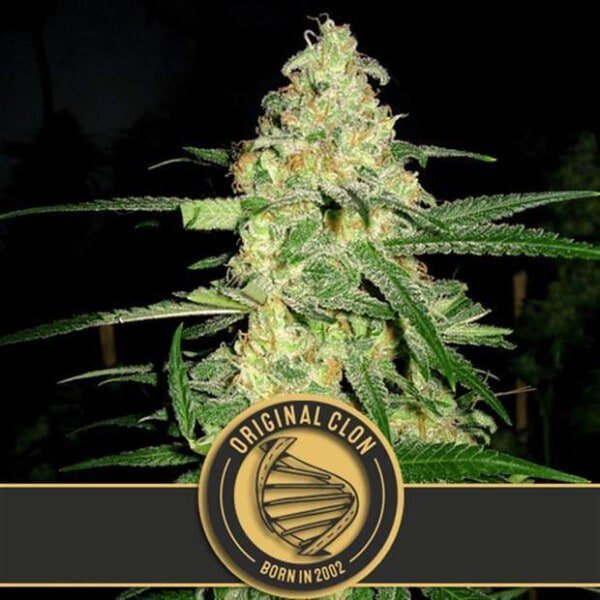 Blimburn-Original-Clon-Feminized-Cannabis-Seeds-Annibale-Seedshop