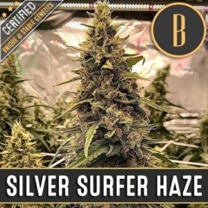 Blimburn-Silver-Surfer-Haze-Feminized-Cannabis-Seeds-Annibale-Seedshop