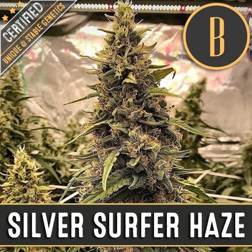 Blimburn-Silver-Surfer-Haze-Feminized-Cannabis-Seeds-Annibale-Seedshop