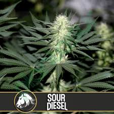 Blimburn-Sour-Diesel-Feminized-Cannabis-Seeds-Annibale-Seedshop