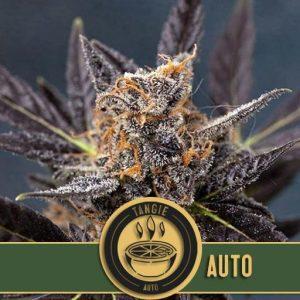 Blimburn-Tangie-Auto-Feminized-Cannabis-Seeds-Annibale-Seedshop