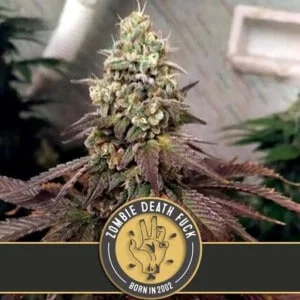 Blimburn-Zombie-Death-Fuck-Cannabis-Seeds-Annibale-Seedshop