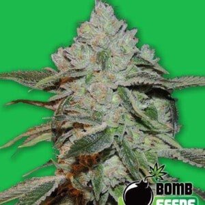 Bomb-Seeds-Atomic-Feminized-Cannabis-Seeds-Annibale-Seedshop
