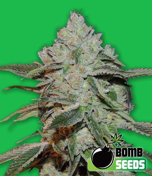 Bomb-Seeds-Atomic-Feminized-Cannabis-Seeds-Annibale-Seedshop