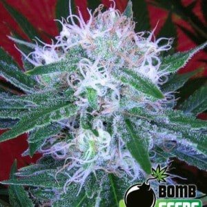 Bomb-Seeds-Auto-Bomb-Autoflowering-Feminized-Cannabis-Seeds-Annibale-Seedshop