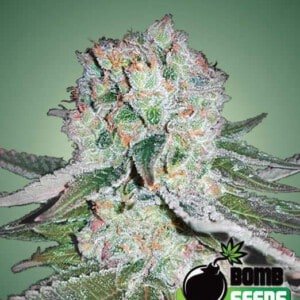 Bomb-Seeds-Banana-Bomb-Feminized-Cannabis-Seeds-Annibale-Seedshop