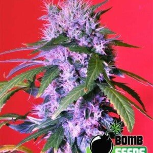 Bomb-Seeds-Berry-Bomb-Autoflowering-Feminized-Cannabis-Seeds-Annibale-Seedshop