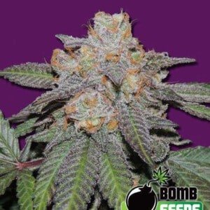 Bomb-Seeds-Cherry-Bomb-Autoflowering-Feminized-Cannabis-Seeds-Annibale-Seedshop