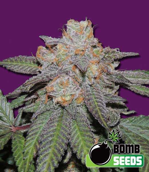 Bomb-Seeds-Cherry-Bomb-Autoflowering-Feminized-Cannabis-Seeds-Annibale-Seedshop