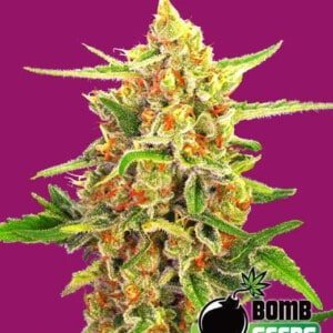 Bomb-Seeds-Cherry-Bomb-Feminized-Cannabis-Seeds-Annibale-Seedshop