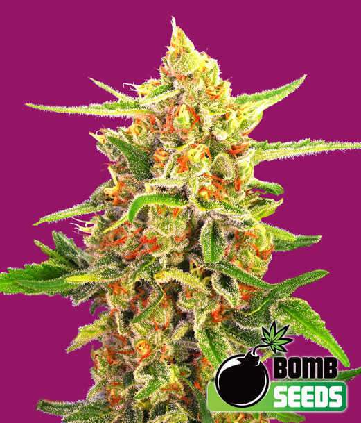 Bomb-Seeds-Cherry-Bomb-Feminized-Cannabis-Seeds-Annibale-Seedshop