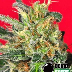 Bomb-Seeds-Cluster-Bomb-Feminized-Cannabis-Seeds-Annibale-Seedshop