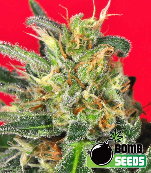 Bomb-Seeds-Cluster-Bomb-Feminized-Cannabis-Seeds-Annibale-Seedshop
