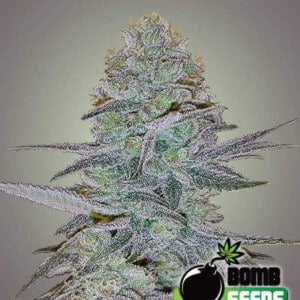 Bomb-Seeds-Cosmic-Bomb-Autoflowering-Feminized-Cannabis-Seeds-Annibale-Seedshop