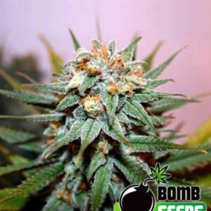 Bomb-Seeds-Hash-Bomb-Feminized-Cannabis-Seeds-Annibale-Seedshop