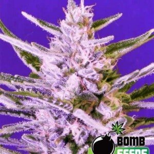Bomb-Seeds-Ice-Bomb-Feminized-Cannabis-Seeds-Annibale-Seedshop