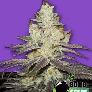 Bomb-Seeds-Killer-Purps-Feminized-Cannabis-Seeds-Annibale-Seedshop