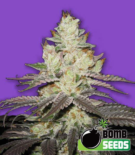 Bomb-Seeds-Killer-Purps-Feminized-Cannabis-Seeds-Annibale-Seedshop