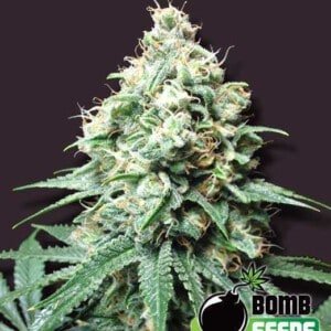 Bomb-Seeds-Kush-Bomb-Feminized-Cannabis-Seeds-Annibale-Seedshop