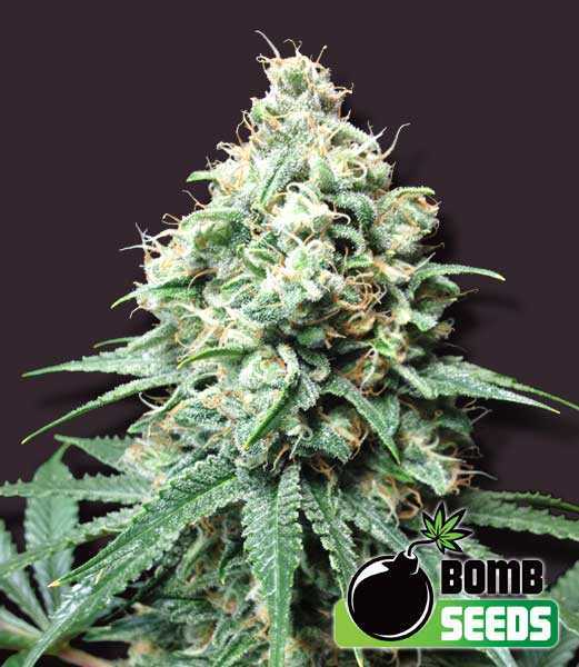 Bomb-Seeds-Kush-Bomb-Feminized-Cannabis-Seeds-Annibale-Seedshop