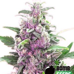 Bomb-Seeds-THC-Bomb-Feminized-Cannabis-Seeds-Annibale-Seedshop