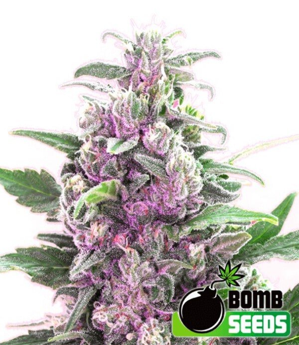 Bomb-Seeds-THC-Bomb-Feminized-Cannabis-Seeds-Annibale-Seedshop