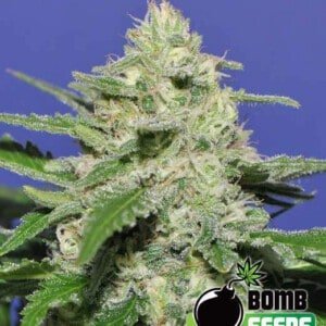 Bomb-Seeds-Widow-Bomb-Feminized-Cannabis-Seeds-Annibale-Seedshop