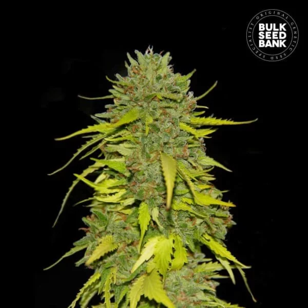 AK Femminizzata - Bulk Seedbank - immagine 2