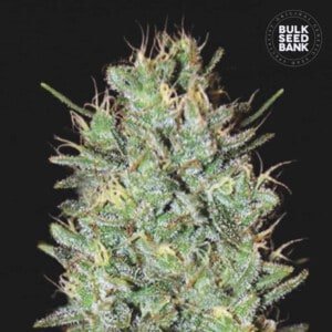 Bulk-Seebank-Amnesia-Haze-Feminized-Cannabis-Seeds-Annibale-Seedshop