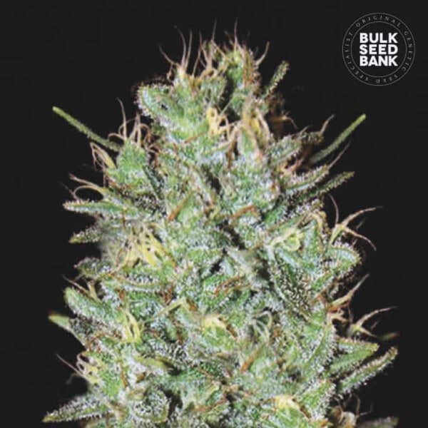 Bulk-Seebank-Amnesia-Haze-Feminized-Cannabis-Seeds-Annibale-Seedshop