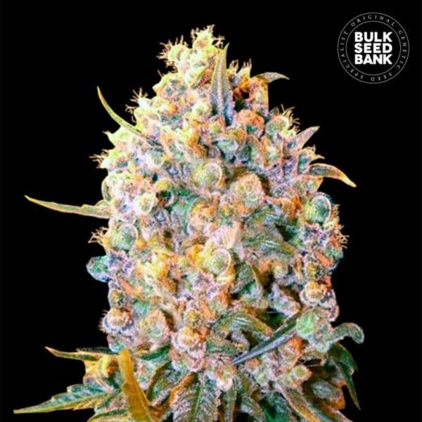 Bulk-Seebank-Bigger-Bud-Feminized-Cannabis-Seeds-Annibale-Seedshop