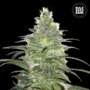 Bulk-Seebank-Blueberry-Berry-Feminized-Cannabis-Seeds-Annibale-Seedshop