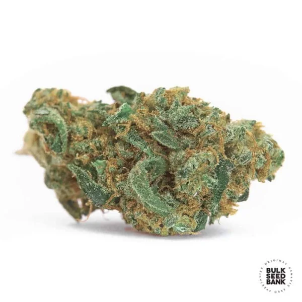 Zkittly Zi Zi Femminizzata - Bulk Seed Bank - immagine 2