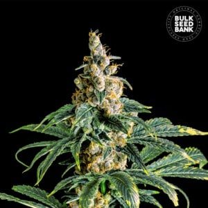 Bulk-Seebank-Zkittly-Zi-Zi-Feminized-Cannabis-Seeds-Annibale-Seedshop