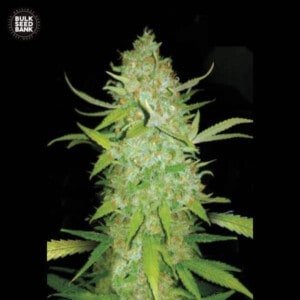 Bulk-Seedbank-AK-Auto-Feminized-Cannabis-Seeds-Annibale-Seedshop